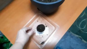 Гиппеаструм. Отделение и посадка детки.