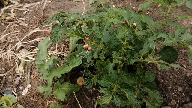 Колорадский жук, средство которое работает смотреть онлайн