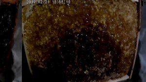 Качаем мёд подсолнуха в декабре.Получаем крем мёд.