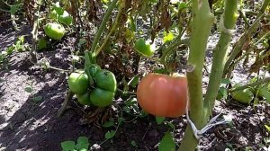 Томат Сибирский тренд