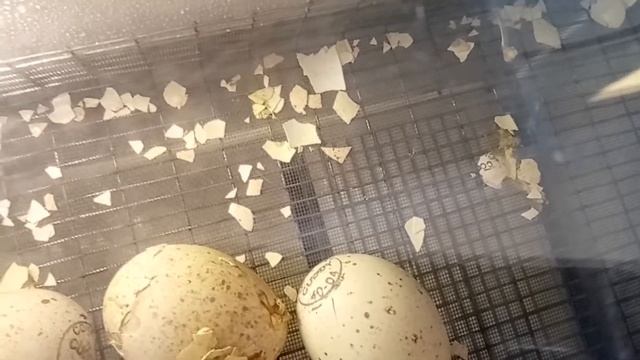 Вывод индюка Хайбрид Конвертор в самодельном инкубаторе. смотреть онлайн