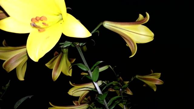 Жёлтая и тигровая лилия смотреть онлайн