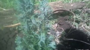 Пересадка кипарисов в открытый грунт.