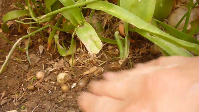 زراعةنبات الارجيلة يشية الارجيلة بالبصلة والساق المعكوفة والازهار  nolina recurvata plant