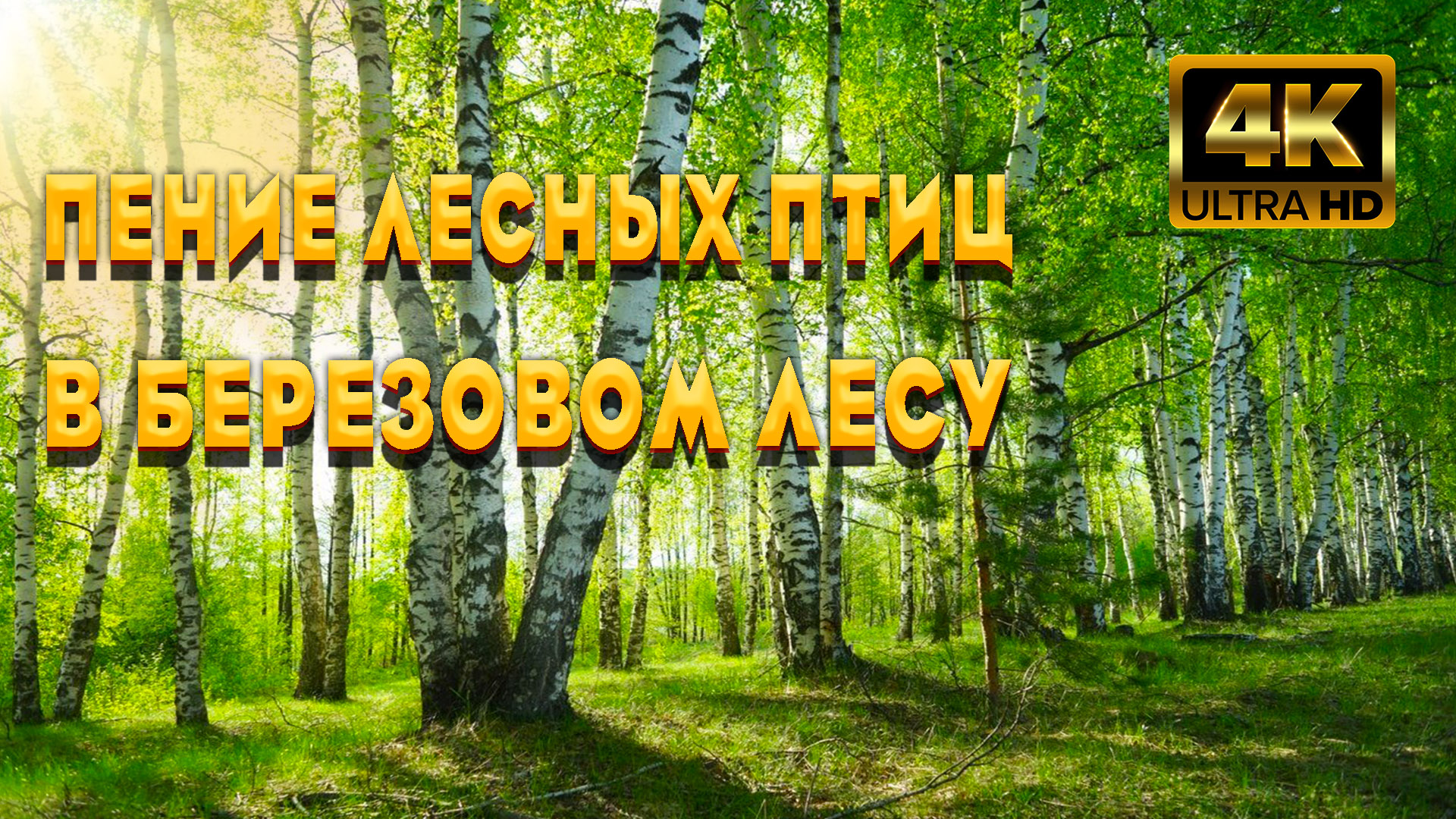 Целительный Эффект От Пения Лесных Птиц В Березовом Лесу. Красота Неба Для Глубокого Сна И Релакса. смотреть онлайн