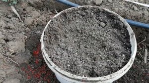 Как посадить маракуйю и когда!?