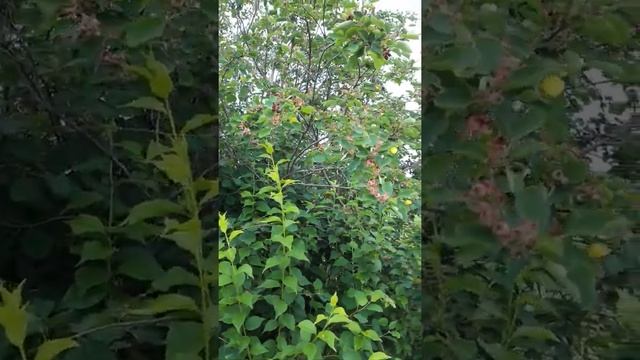 Дерево Ирга в сибири. смотреть онлайн