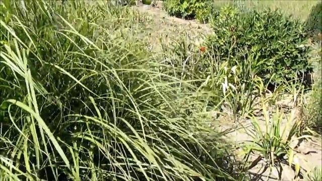 Мискантус Кратер смотреть онлайн