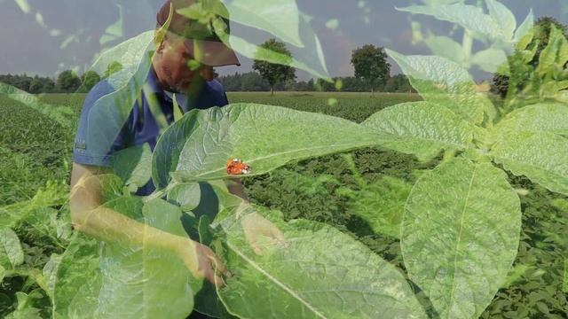 Versuchsfeld Wietzendorf Teil 2 - EUROPLANT смотреть онлайн