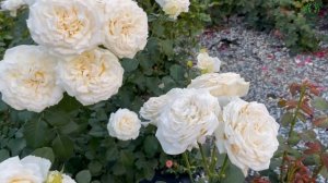 Кремовая роза благородной формы. Мадам Анизет (Madame Anisette). Питомник растений Е. Иващенко