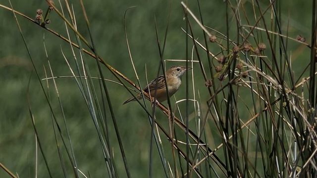Zitting cisticola in Alentejo Portugal, birdwatching with Limosa смотреть онлайн