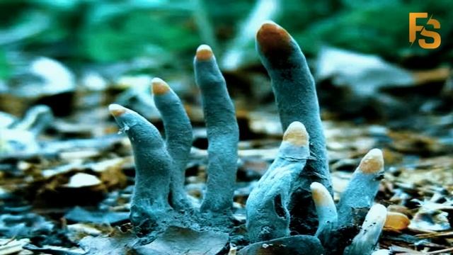 Dead Man's Fingers | Xylaria Polymorpha | Fact and Stories смотреть онлайн