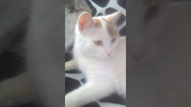 Милый котик правда Тима зовут котика смотреть онлайн