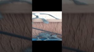 вселенная камерамена