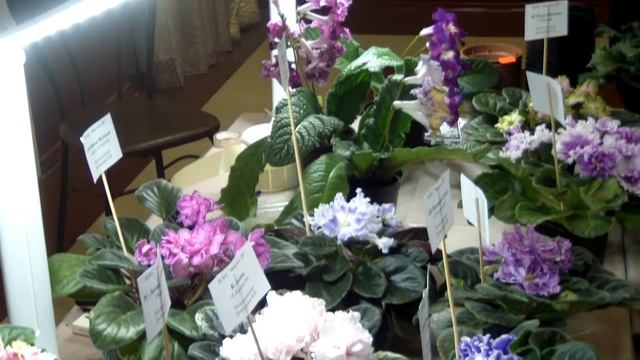 Выставка ФИАЛОК в Хабаровске . смотреть онлайн