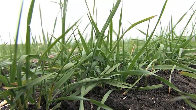 Чем подкормить озимые осенью, чтоб не переживать за урожай смотреть онлайн