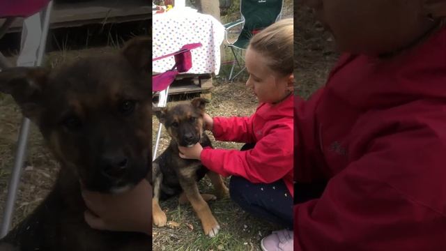 Когда я была маленькой к нам на дачу пришел щенок ?￼ смотреть онлайн