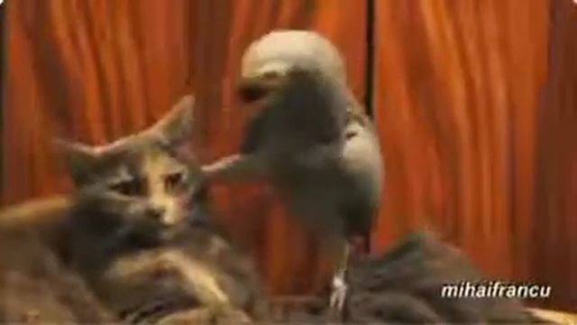 Папугай пугает кота ) смотреть онлайн