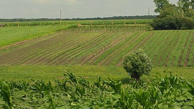 Тыква Мускат де Прованс и Виола. смотреть онлайн
