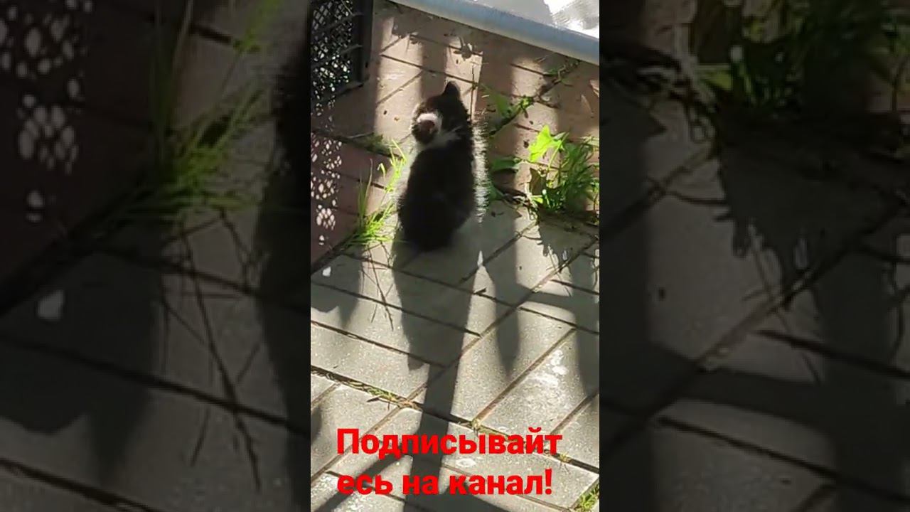 котëнок и солнышко! смотреть онлайн
