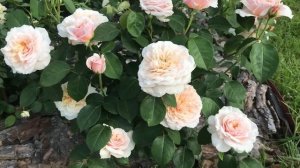 Такая необычная англичанка Инглиш Гарден!! Rose  English Garden