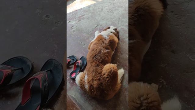 #Saint_Bernard sitting style смотреть онлайн