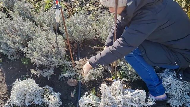 Обрезка ЛАВАНДЫ. Что обязательно нужно делать с лавандой весной? размножение черенкованием. смотреть онлайн