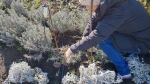 Обрезка ЛАВАНДЫ. Что обязательно нужно делать с лавандой весной? размножение черенкованием.