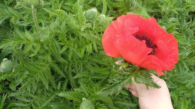 пионы, турецкий мак,Дизеенсверте,Августа луиза,Вильям морис,Роза 3 д, гертруда Джекил,Клер роуз смотреть онлайн