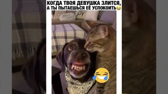 Когда девушка злиться а парень успокаивает ржач смотреть онлайн