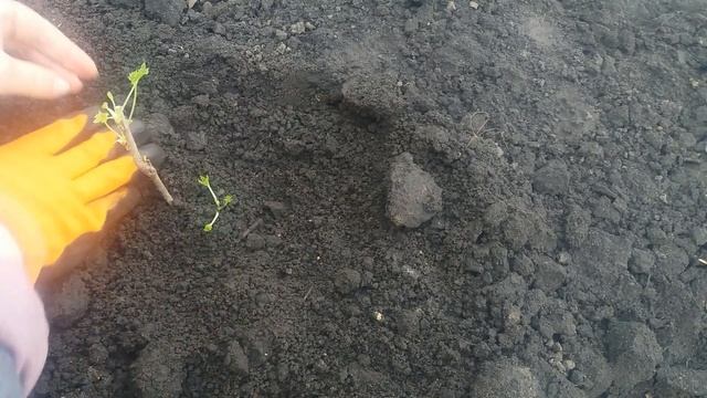 РАЗМНОЖЕНИЕ И ПОСАДКА СМОРОДИНЫ ВЕСНОЙ ЧЕРЕНКАМИ 21.04.21. PLANTING CURRANT WITH SPRING CUTLES. смотреть онлайн