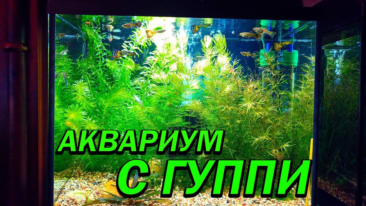 Аквариум с гуппи спустя 4 месяца! смотреть онлайн