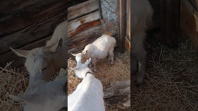 кушаем сафлор смотреть онлайн