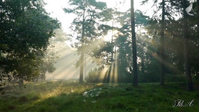 ? Нежная фортепианная мелодия от Эдгара Туниянца. Gentle piano melody by Edgar Tuniyants. смотреть онлайн