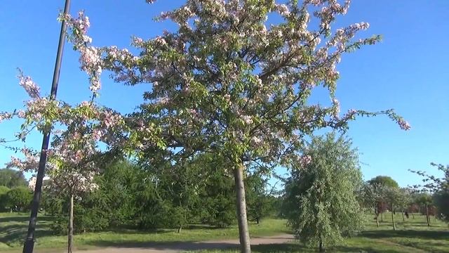 Яблоневый сад в цвету Санкт Петербург 30 05 2021г смотреть онлайн