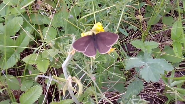 Бабочки и шмель.