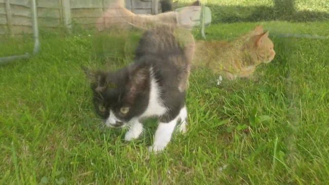 Маленькие котята. смотреть онлайн