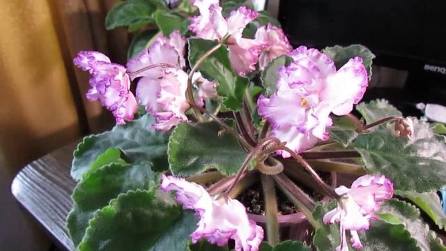 Моя коллекция. ЯН-Менуэт, всегда букет на подоконнике. смотреть онлайн