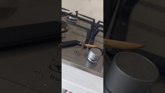 mantis богомол