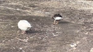 Разведение подсадных гусей. Факты о моногамности диких гусей.