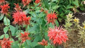 Монарда двойчатая красная