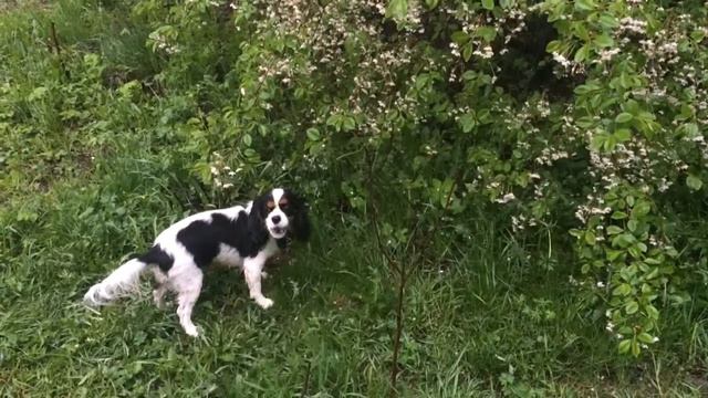 Кавалер Кинг Чарльз спаниель - "Фанки Френдс" в Москве смотреть онлайн