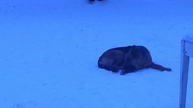 Условия содержания гусей зимой/ Зимнее поение гусей