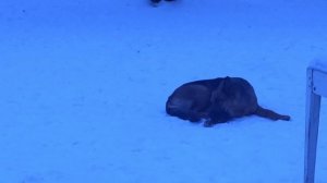 Условия содержания гусей зимой/ Зимнее поение гусей