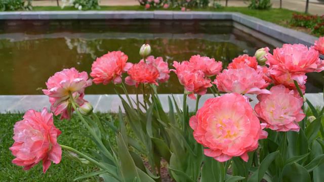 ЦВЕТЫ БОТАНИЧЕСКОГО САДА МГУ " АПТЕКАРСКИЙ ОГОРОД " смотреть онлайн