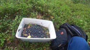 Сколько можно заработать на сборе черники!!!