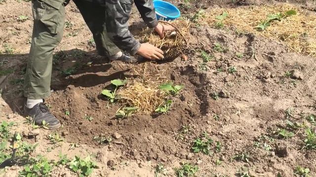 Мульчируем кабачки соломой смотреть онлайн