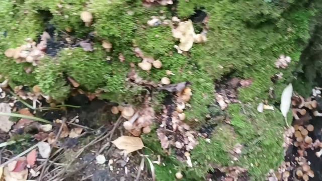 Сбор опят 2022.Сбор грибов 2022. смотреть онлайн