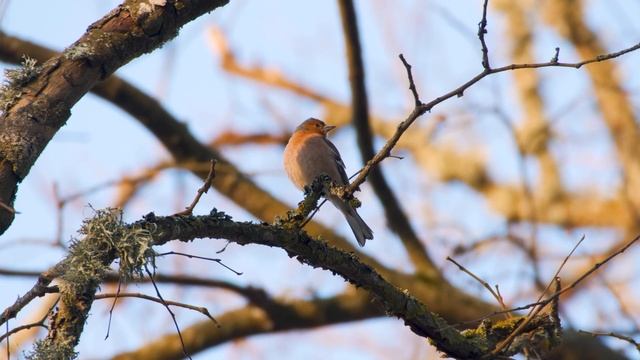 JULIO IGLESIAS MIX 30 SUPER ÉXITOS ROMÁNTICOS - 2 HORA DE MÚSICA ROMÁNTICA DE JULIO IGLESIAS