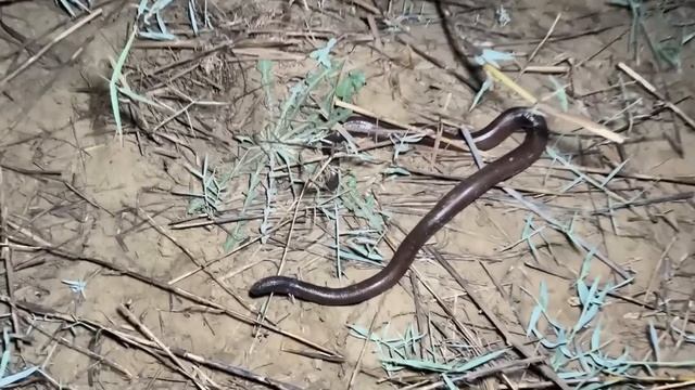 Surviving 24 Hours on a SNAKE ISLAND! смотреть онлайн